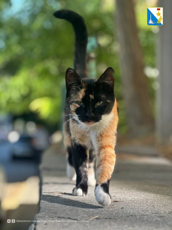 23 августа специалисты госветслужбы проведут вакцинацию собак и кошек против бешенства: