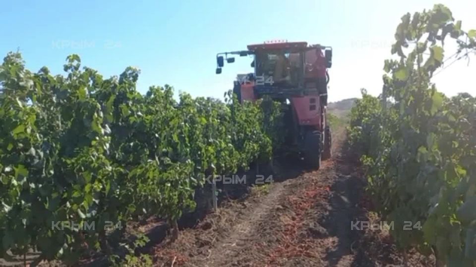 В самом разгаре сезон сбора винограда в Севастополе