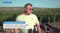 «Пино Нуар» и «Шардоне» — в числе первых сортов, собранных с севастопольских виноградников
