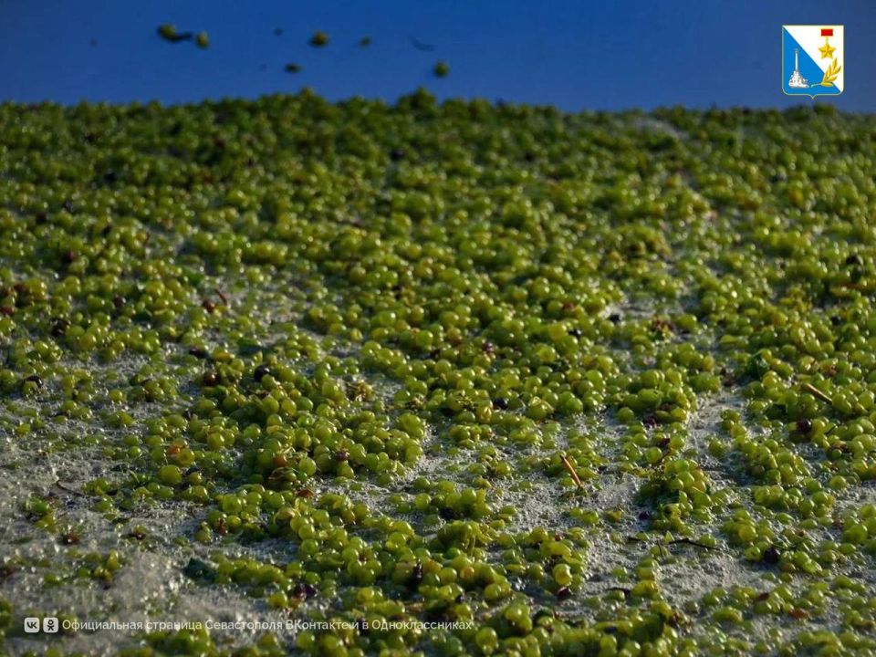 � ����������� ������� �������� ���� ���������