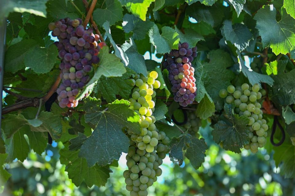 � ����������� ��������� �������� ���� ���������