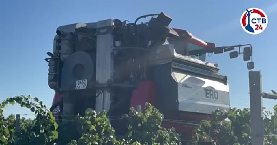 В Севастополе продолжается сезон сбора винограда