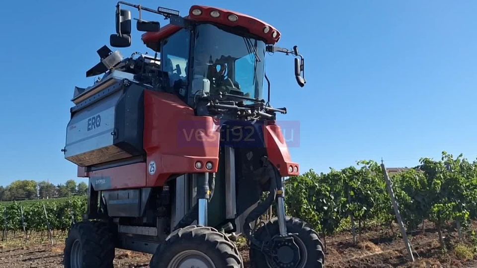 Начался сбор технические сортов винограда на одном из хозяйств Севастополя