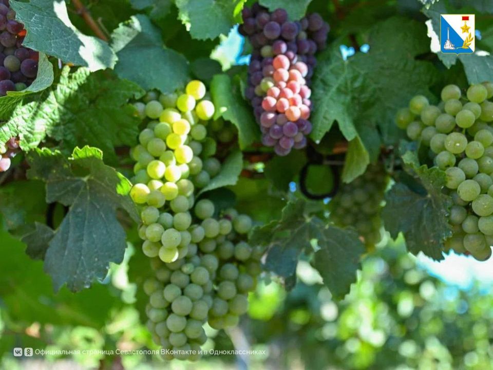 � ����������� ������� �������� ���� ���������