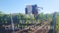 Массовый сбор винограда начался в Севастополе