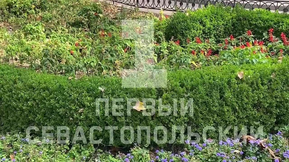 Клумбы приводят в порядок у большого фонтана на Приморском бульваре