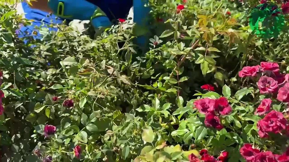 � ����� ���������� ����������� ������� � ������� �������� �������� � ������� ��������� �������