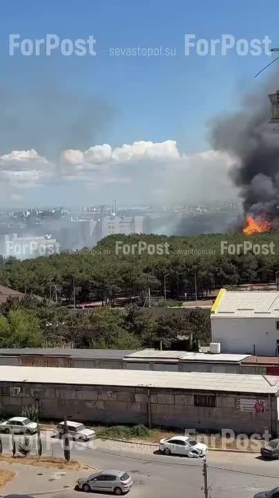 В пожаре на Камышовом шоссе сгорело 1,5 га леса