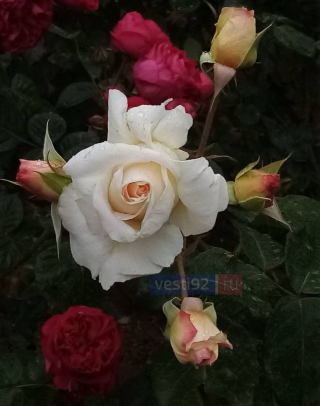 � ����������� ����� ������!