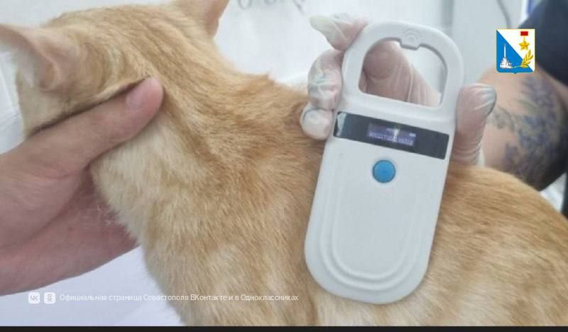 Чипируем питомцев. Севастопольская государственная ветеринарная служба активно проводит чипирование домашних животных