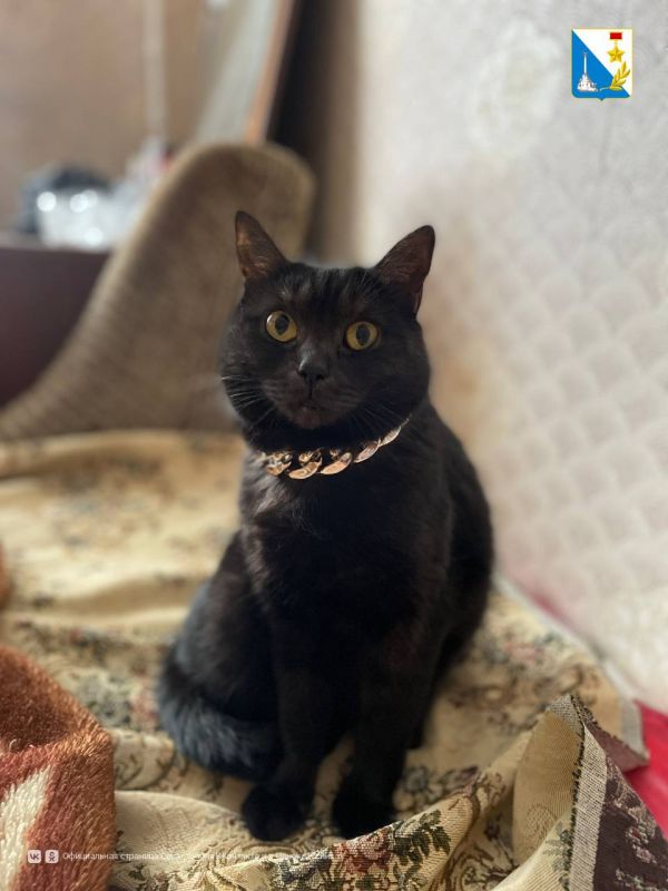 23 августа госветслужба Севастополя провела выездную бесплатную вакцинацию собак и кошек против бешенства в Нахимовском районе, в п. Кача, с. Орловка и с. Осипенко