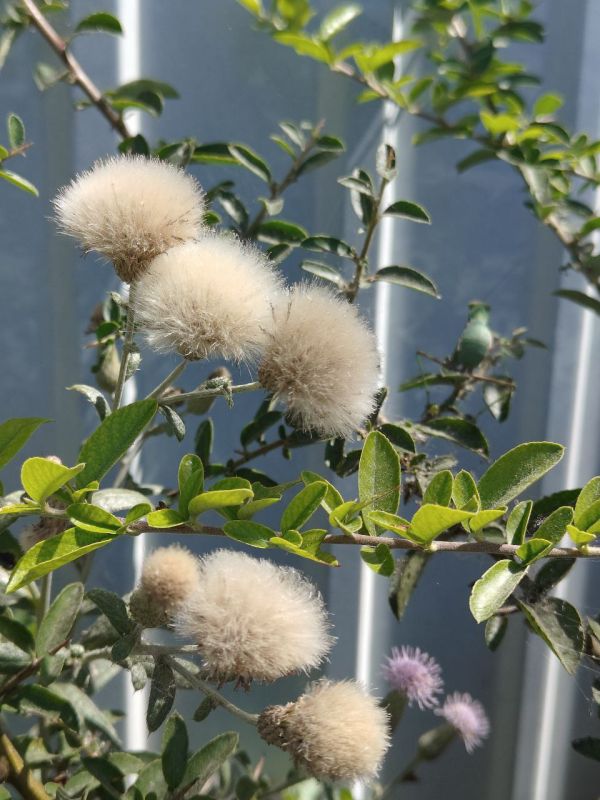 #Что за растение?. Его боятся трогать голыми руками, но в Шотландии он стал символом мужества и даже украшает герб