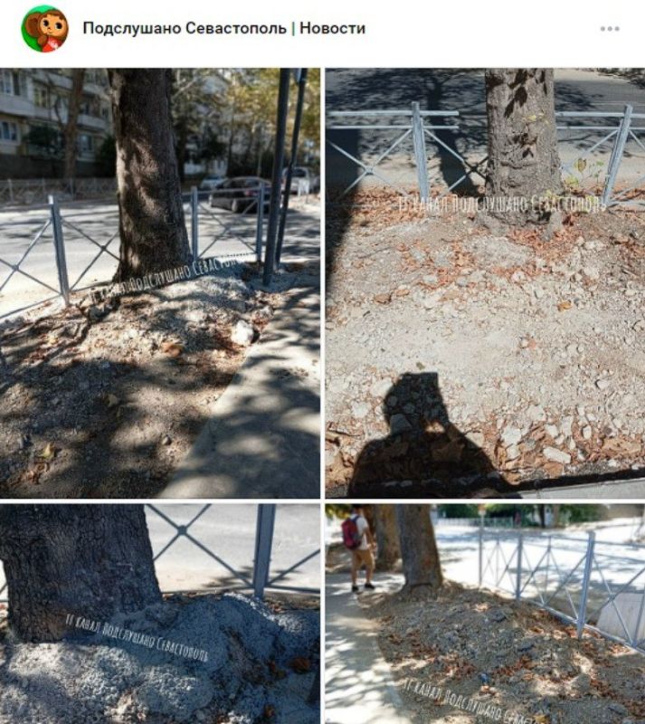 В Севастополе рабочие залили бетоном платаны