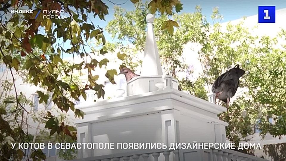 У котов в Севастополе появились дизайнерские дома – белоснежные, с колонами и балясинами, арками и шпилями