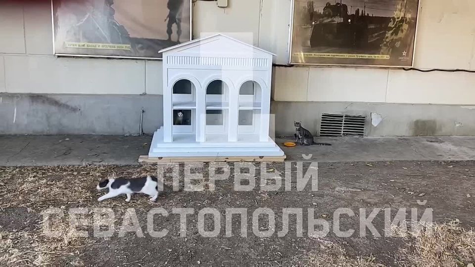 В Севастополе устанавливают дома для уличных котов, дизайн которых разработали студенты Института развития города СевГУ
