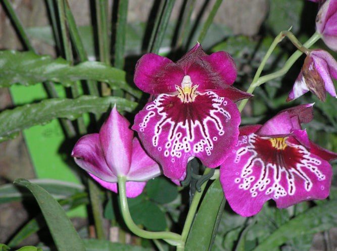 #Что за растение?. Эта орхидея пленяет крупными цветами с бархатными лепестками, похожими на крылья бабочек