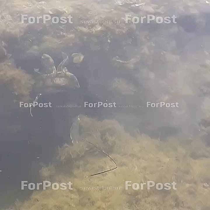 #Нам_пишут. Обычный день на пляже Омега: кто-то с собакой, а кто-то — с черепахой на поводке