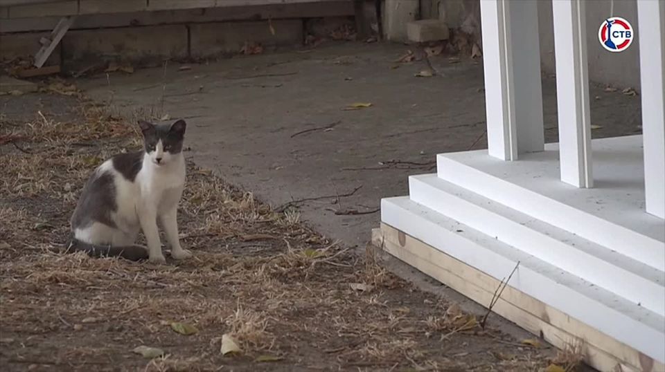 ������� ���: � ����������� ������������� ������������� ������ ��� ��������� ��������