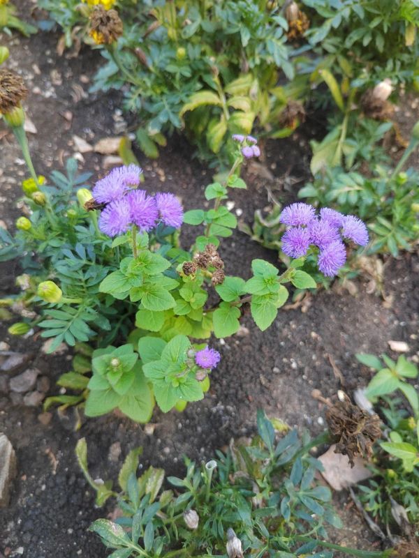 #Что за растение?. Этот невысокий однолетник с мягкими пуховыми соцветиями называют «долгоцветкой» — он не устаёт радовать красками с июня до заморозков