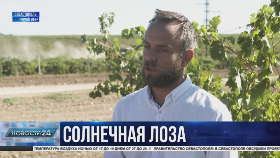 Приоритетная отрасль региона: больше полутора тысяч тонн винограда собрали севастопольские предприниматели с начала сезона
