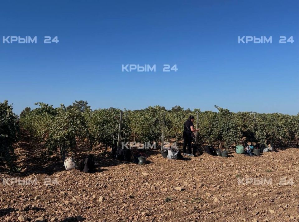 1,5 тысячи тонн винограда уже собрали севастопольские аграрии