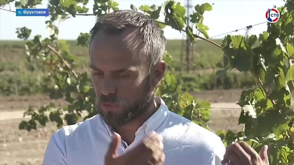 В Севастополе уже собрали более 1500 тонн винограда