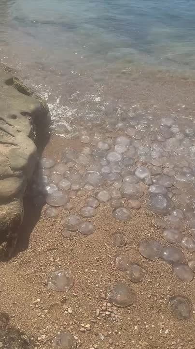 ������� ����, ������!. � ����������� �����������