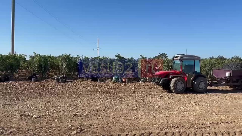 На сельскохозяйственных предприятиях продолжают собирать урожай винограда