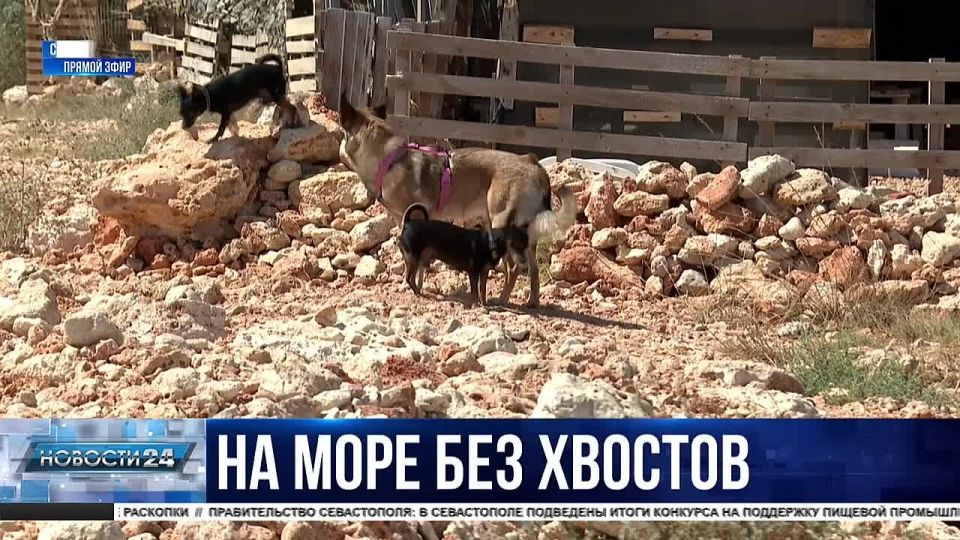 Хвостатым вход запрещён. Какой штраф придётся заплатить хозяевам за выгул собак на пляже?