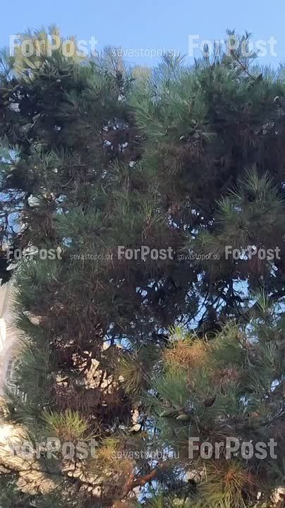 Покровский Собор в закатном золоте