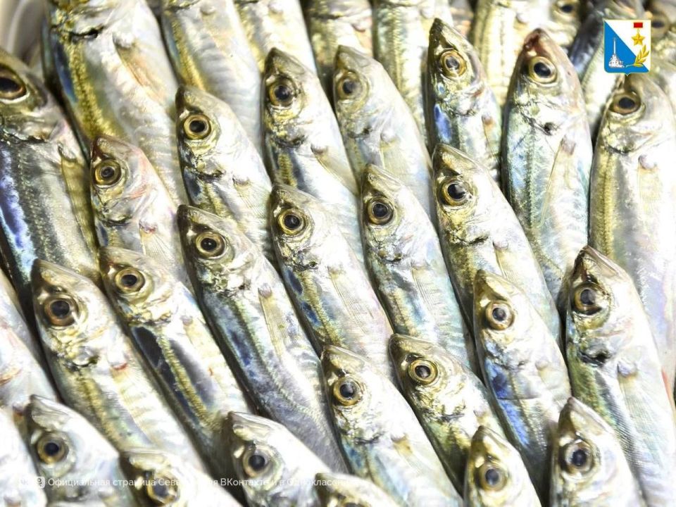 Спрос растет. Более полутонны рыбы продано вчера на акции «Рыбный день» Социальный проект возрожден по поручению губернатора и показал востребованность