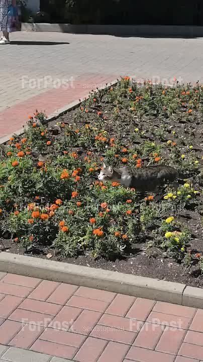 Вашему вниманию — редкие кадры охоты тигра в городских условиях