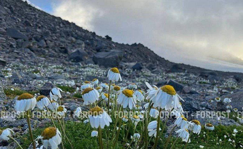 ��� ��� ����� � ���������� ������������ �����������, ��������� �������. ��������� ����������� �� ������ ������ � �����, � ��� �����������. �� ������ ����� ���� ����� ������ ������� ������� � ��������� ������ ����� ����...