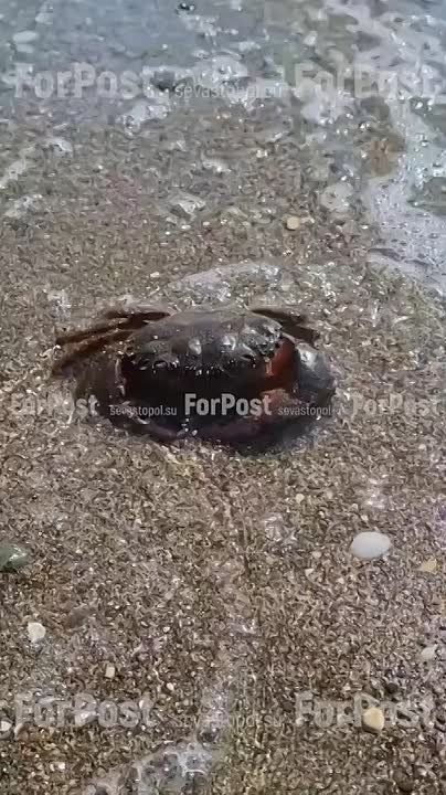 .  .     