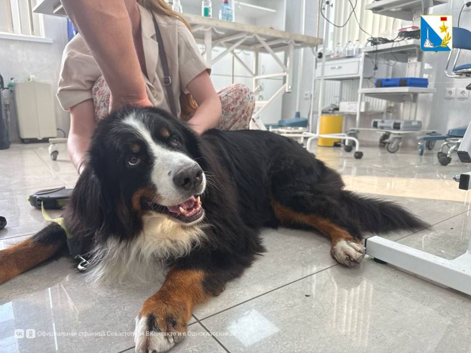 Помогли 300 питомцам. В Государственной ветклинике на ул. Могилёвская, 16 за последний месяц помощь получили 300 животных — 177 кошек и 123 собаки