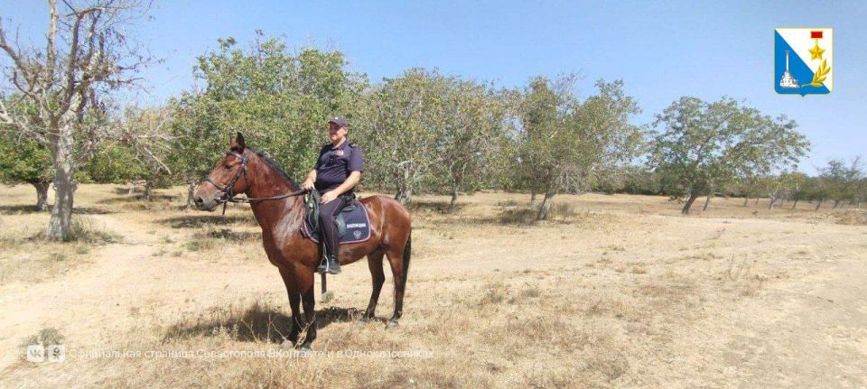 Заботимся о лесе. Сотрудники лесничества и конная полиция провели совместный рейд по проверке лесных территорий в условиях особого противопожарного режима