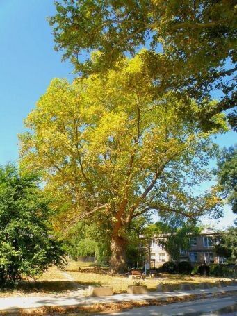 ���������� ������ �����������: 200-������ ������ �������