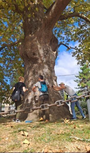 Уникальное дерево Севастополя: 200-летний платан Палласа