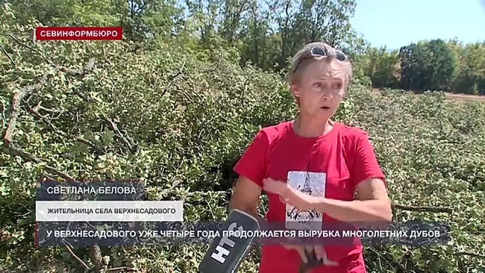 У села Верхнесадового уже четыре года продолжается вырубка тысяч многолетних дубов