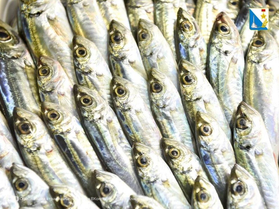 «Рыбный день» на Северной стороне