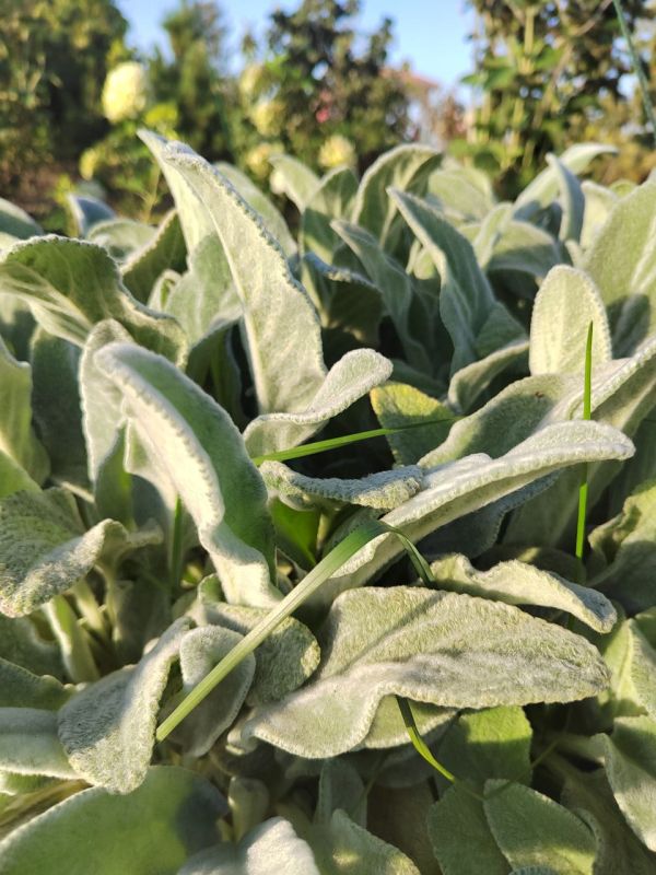 #Что за растение?. Это многолетнее растение с густо опушёнными серебристыми листьями, мягкими, как ушки ламы