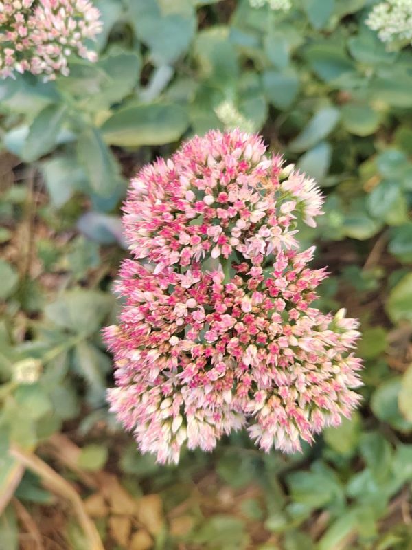 #Что за растение?. Этот многолетник с мясистыми листьями и звёздчатыми цветами растёт даже на камнях, не боится засухи и солнца