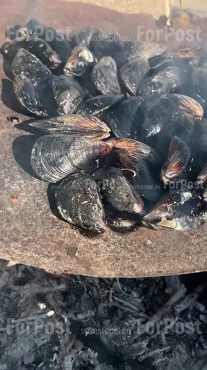 Голодным лучше не смотреть — видео может вызвать урчание в животе и ностальгию! В детстве часто готовили мидии на костре… Интересно, есть тут кто все еще пользуется этим рецептом?)