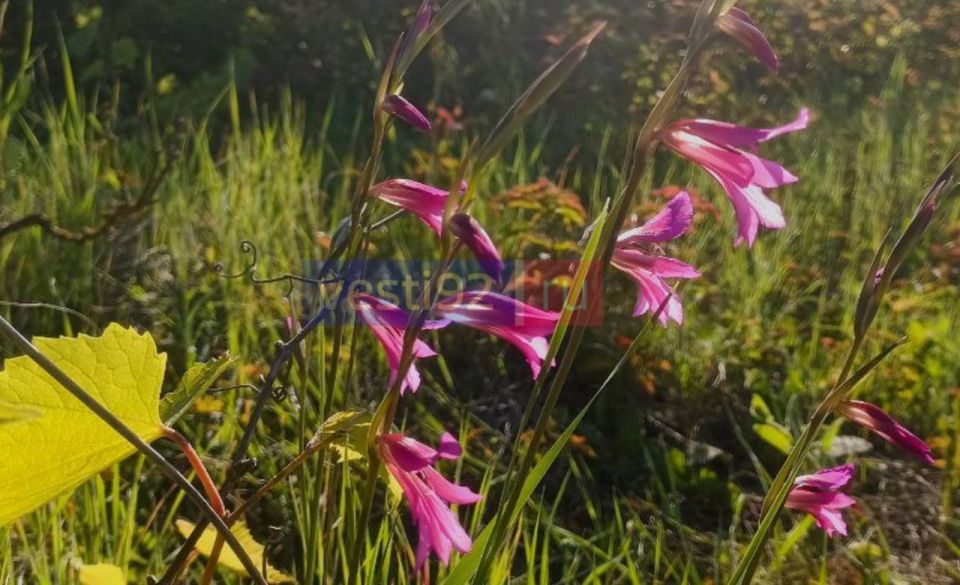 � ������ �����, �����������!