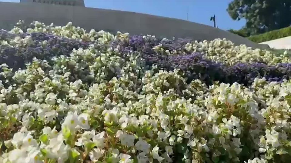 ���������� ������ ���������ʻ