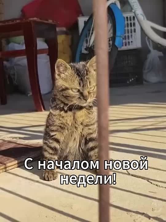 ������� ������������ ���������� �� ������ � 8 �� 14 ��������