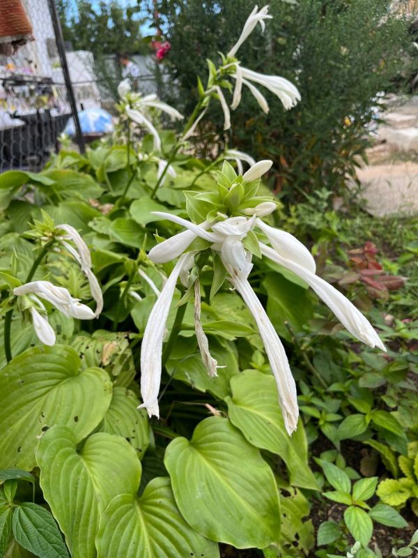 #��� �� ��������?. ��� ����������� �������� ������� �� �� �����, � �� ������� ������������ ������, ���������� ������ �����-�������