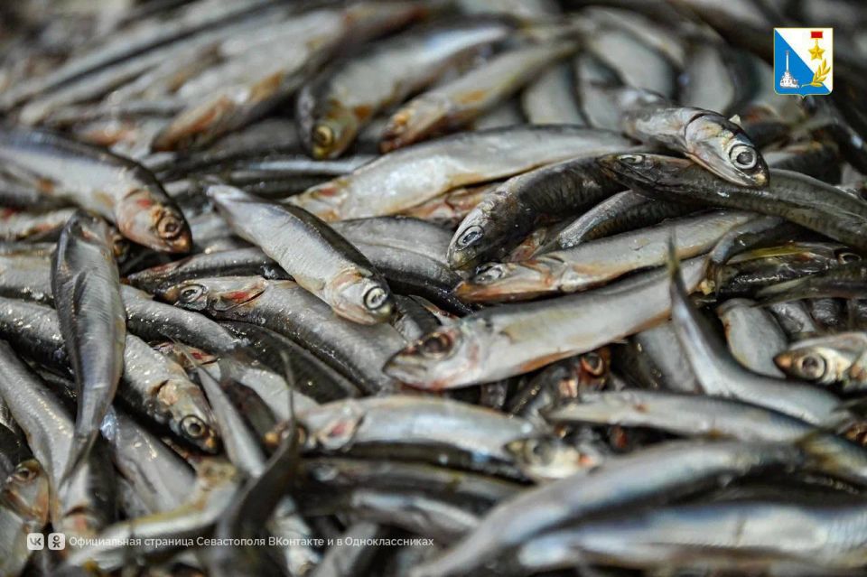 За месяц социальной акции «Рыбный день» купили более тонны рыбы и морепродуктов по сниженным ценам