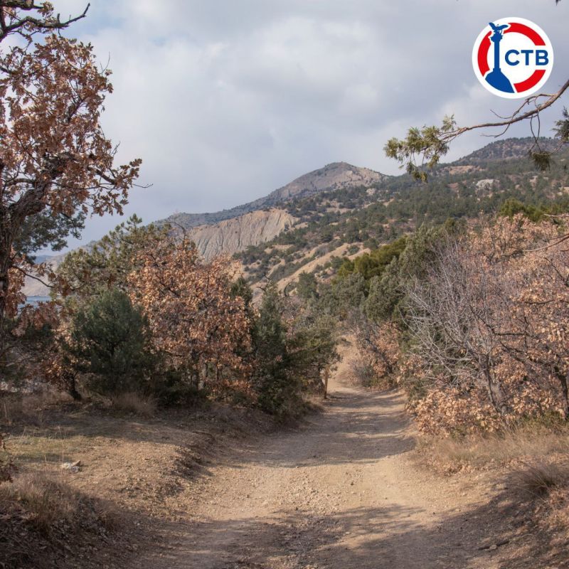 Ограничения на посещение лесов в Севастополе продлили до 1 октября