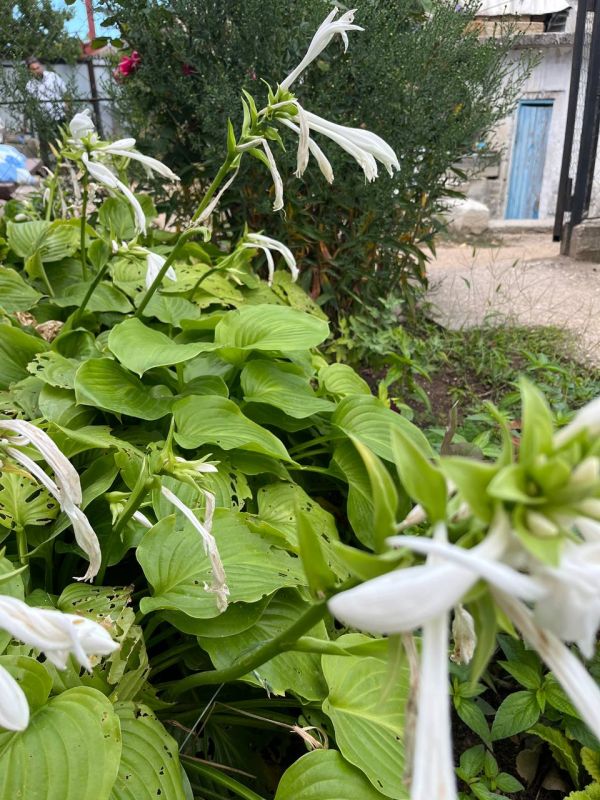 #Что за растение?. Это многолетнее растение ценится не за цветы, а за крупные декоративные листья, образующие пышные кусты-фонтаны